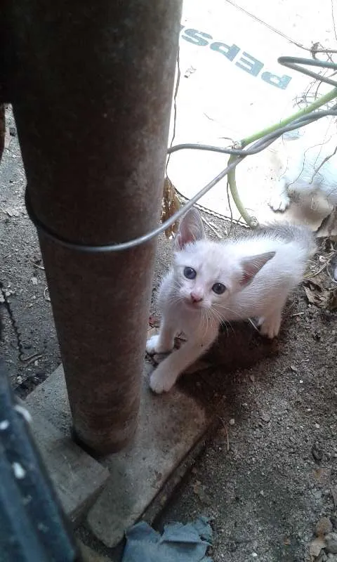 Gato raça meio siames idade Abaixo de 2 meses nome Peck