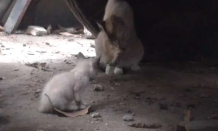 Gato raça meio siames idade Abaixo de 2 meses nome Peck