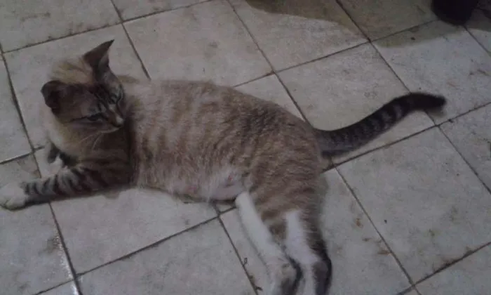 Gato raça meio siames idade Abaixo de 2 meses nome Peck