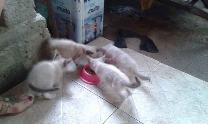 Gato raça meio siames idade Abaixo de 2 meses nome Peck