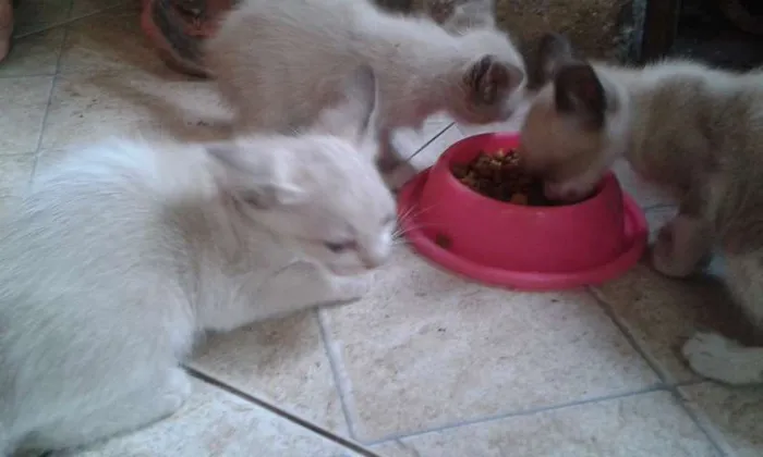 Gato raça meio siames idade Abaixo de 2 meses nome Peck