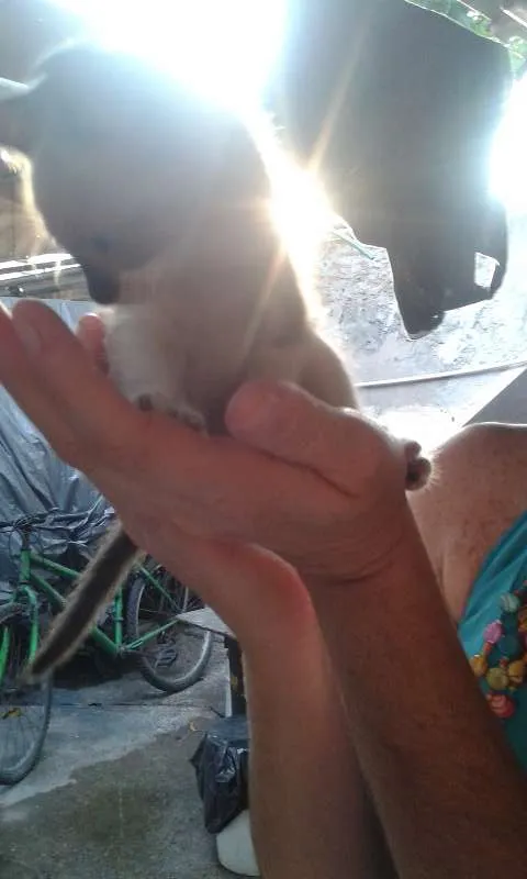 Gato raça meio siames idade Abaixo de 2 meses nome Peck