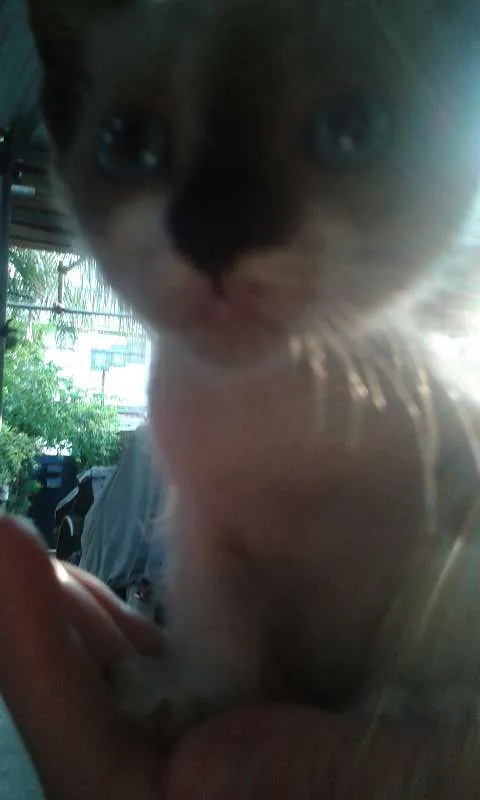 Gato raça meio siames idade Abaixo de 2 meses nome Peck