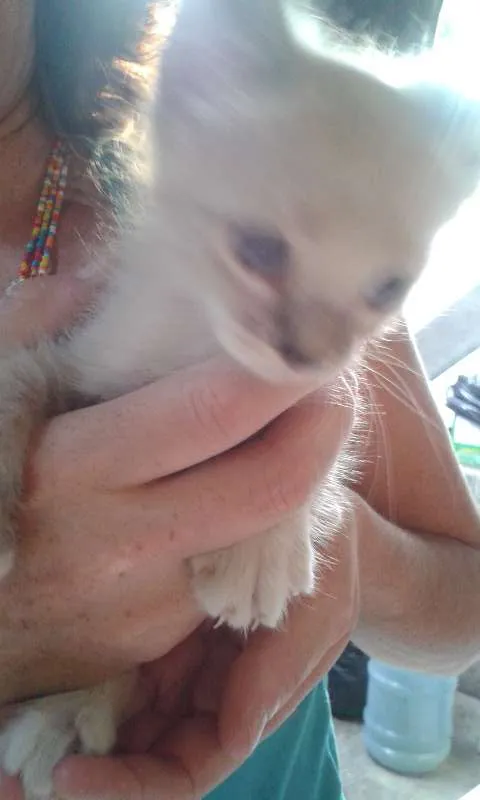 Gato raça meio siames idade Abaixo de 2 meses nome Peck