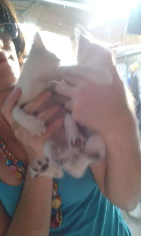 Gato raça meio siames idade Abaixo de 2 meses nome Peck