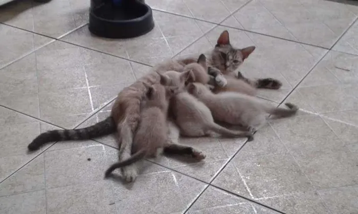Gato raça meio siames idade Abaixo de 2 meses nome Peck