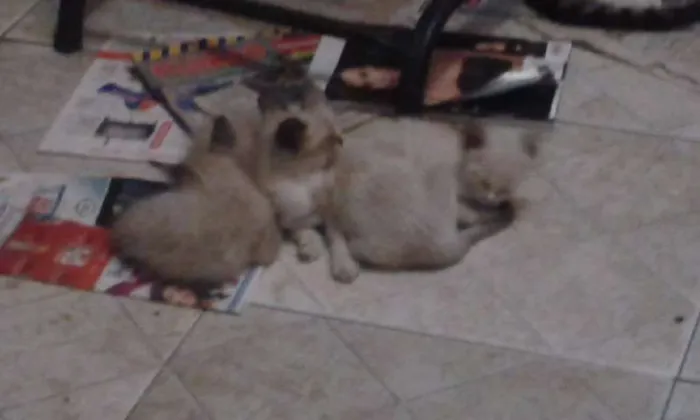 Gato raça meio siames idade Abaixo de 2 meses nome Peck