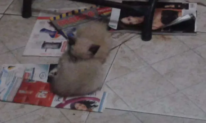 Gato raça meio siames idade Abaixo de 2 meses nome Peck