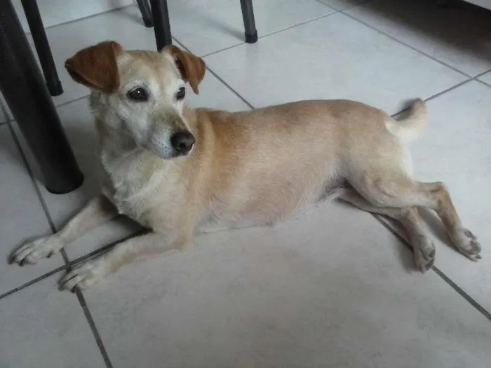 Cachorro ra a Pudle com srd idade 5 anos nome Lory 