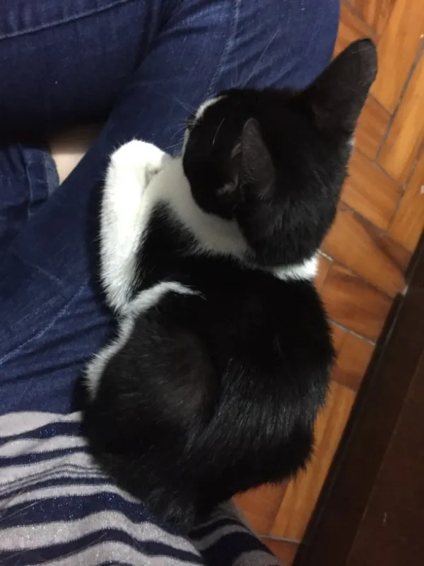 Gato ra a Não tem  idade 2 a 6 meses nome não tem 