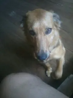 Cachorro ra a srd idade 7 a 11 meses nome jubileu