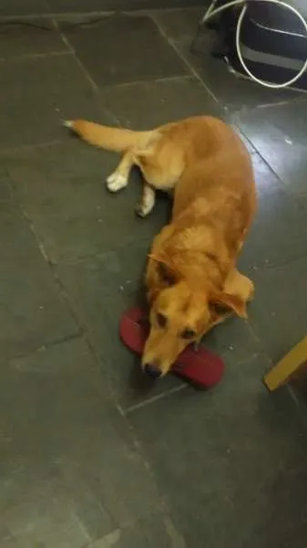 Cachorro ra a mista idade 1 ano nome Lincoln