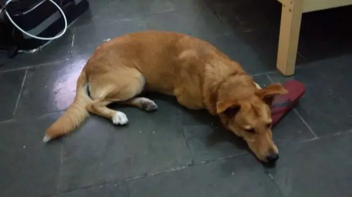 Cachorro ra a mista idade 1 ano nome Lincoln
