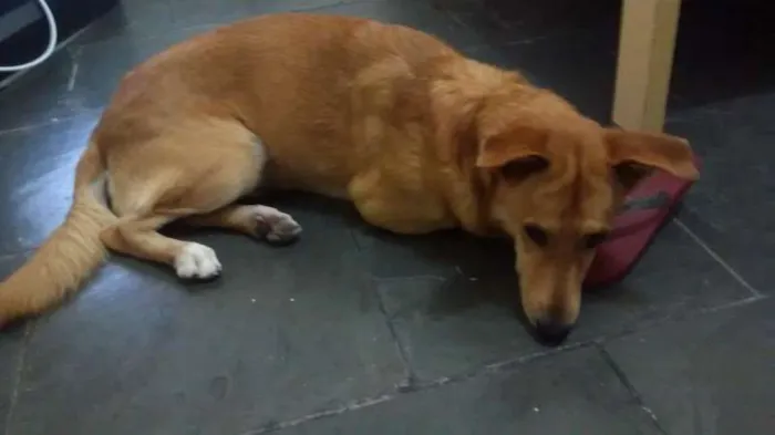 Cachorro ra a mista idade 1 ano nome Lincoln