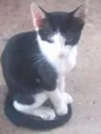 Pandinha
