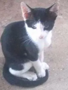 Gato raça SRD idade 2 a 6 meses nome Pandinha