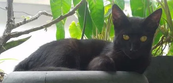 Gato ra a SRD idade 2 a 6 meses nome Pantera