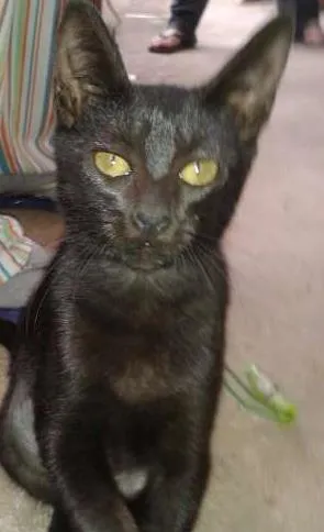 Gato ra a SRD idade 2 a 6 meses nome Sombra