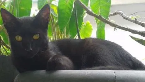 Gato ra a SRD idade 2 a 6 meses nome Pantera