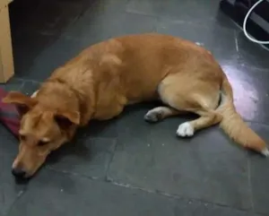 Cachorro raça mista idade 1 ano nome Lincoln