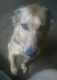 Cachorro ra a srd idade 7 a 11 meses nome jubileu