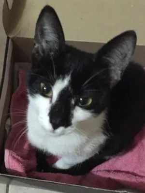 Gato raça Não tem  idade 2 a 6 meses nome não tem 