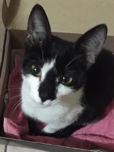 Gato ra a Não tem  idade 2 a 6 meses nome não tem 