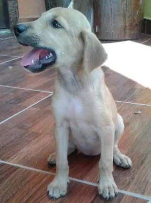 Cachorro raça fila com vira lata idade 2 a 6 meses nome são filhotes