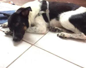 Cachorro raça Vira-Lata idade 1 ano nome Moçinha