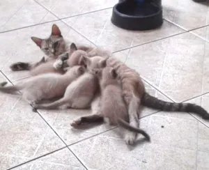 Gato raça meio siames idade Abaixo de 2 meses nome Peck