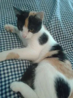 Gato raça SRD idade 2 a 6 meses nome ELIS