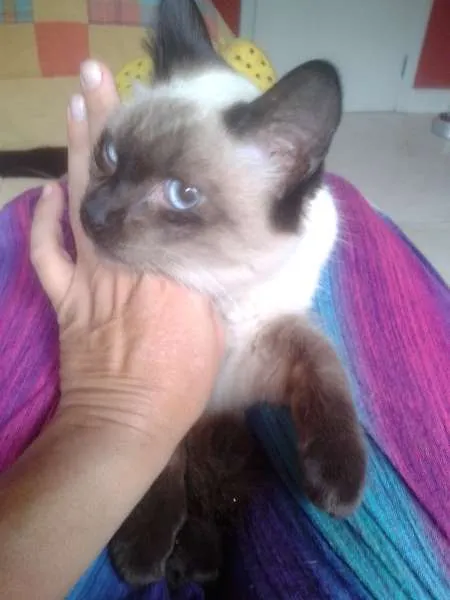 Gato ra a siames idade 2 a 6 meses nome elvis