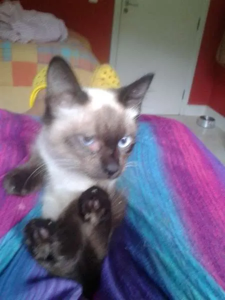 Gato ra a siames idade 2 a 6 meses nome elvis