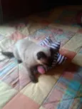 elvis