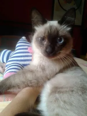 Gato raça siames idade 2 a 6 meses nome elvis