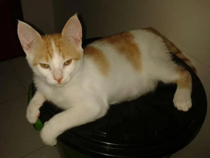 Gato ra a SRD idade 2 a 6 meses nome Angel
