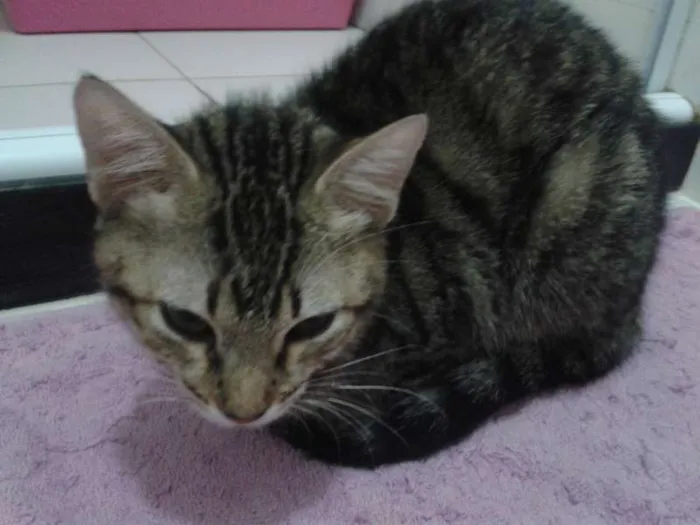 Gato ra a SRD idade 2 a 6 meses nome Espoleta