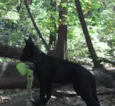 Lobo