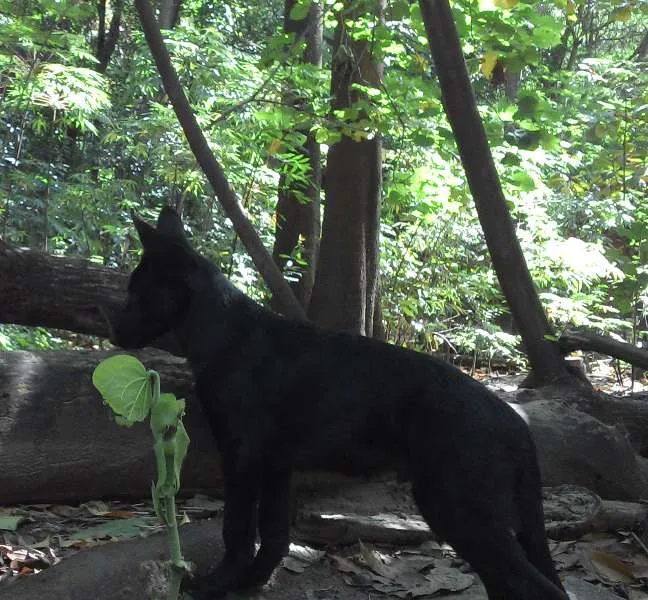 Cachorro ra a Pastor Belga idade 7 a 11 meses nome Lobo