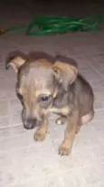 Chiquinha
