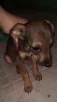 Chiquinha