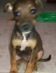 Chiquinha