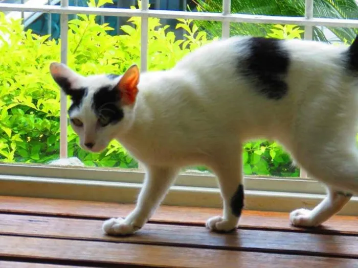 Gato ra a SRD idade 2 a 6 meses nome Xuxu