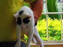 Gato ra a SRD idade 2 a 6 meses nome Xuxu
