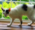 Xuxu