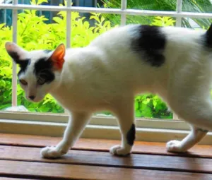 Gato raça SRD idade 2 a 6 meses nome Xuxu