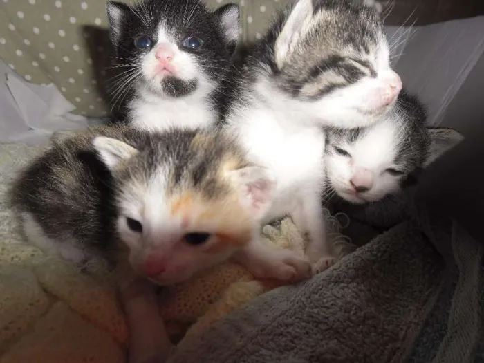 Gato ra a COMUM idade Abaixo de 2 meses nome GATINHOS