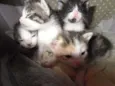 GATINHOS