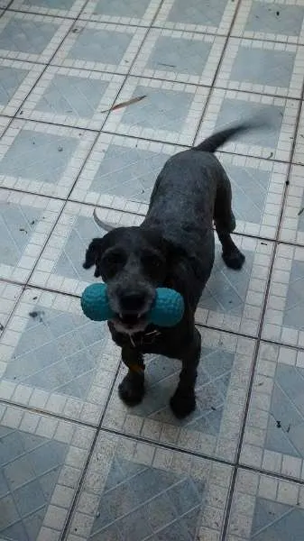 Cachorro ra a Poodle idade 3 anos nome BOB