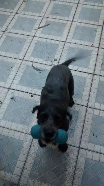 Cachorro ra a Poodle idade 3 anos nome BOB